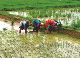 धान व मका खरेदी नोंदणी करीता 20 जूनपर्यंत मुदतवाढ