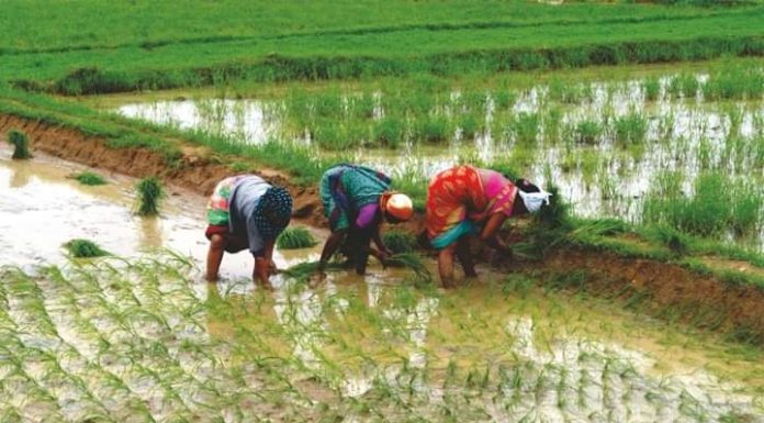 धान व मका खरेदी नोंदणी करीता 20 जूनपर्यंत मुदतवाढ