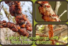 14 ऑगस्ट रोजी लाख लागवड आणि निर्यात विषयावर कार्यशाळा