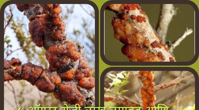 14 ऑगस्ट रोजी लाख लागवड आणि निर्यात विषयावर कार्यशाळा