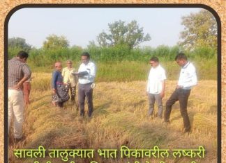 *सावली तालुक्यात भात पिकावरील लष्करी अळीची कृषि अधिकाऱ्यांनी केली पाहणी*